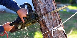 How Our Tree Care Process Works  in  Pacifica, CA