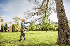 Best Stump Grinding and Removal  in Pacifi, CA