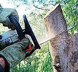 Best Emergency Tree Removal  in Pacifi, CA
