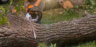 Best Tree Disease Treatment  in Pacifi, CA