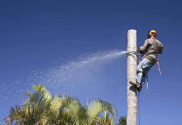 Best Aeration Services  in Pacifi, CA