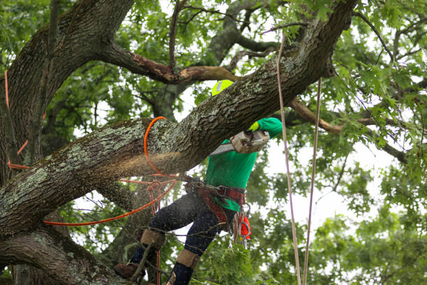 Reliable Pacifica, CA Tree Care Solutions