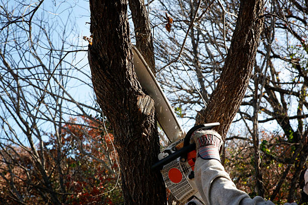 Best Leaf Removal  in Pacifi, CA
