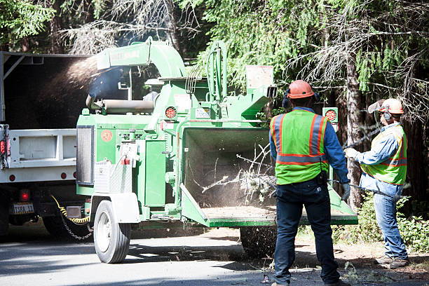 Best Tree Preservation Services  in Pacifi, CA