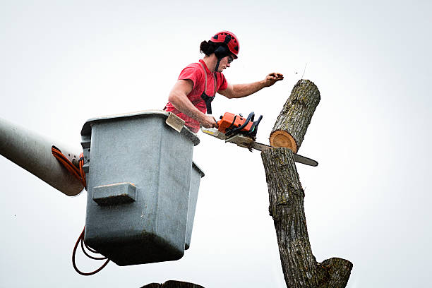 Best Tree Health Inspection  in Pacifi, CA