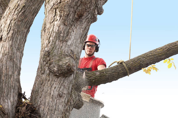 Best Tree Risk Assessment  in Pacifi, CA